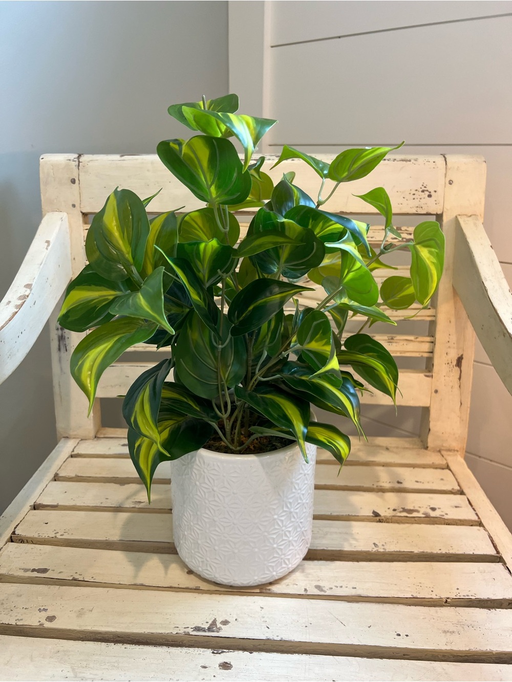 Decorative Green Variegated Philodendron in White Decorative Planter